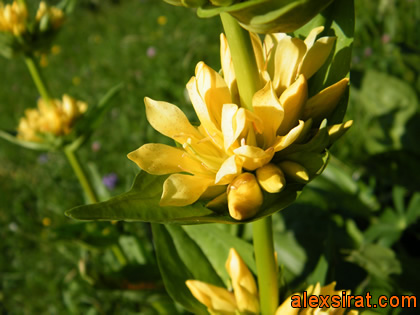 Gentiana lutea Val d'Aran